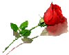 adesivo_12148849_35733453