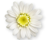 adesivo_26421142_43973437