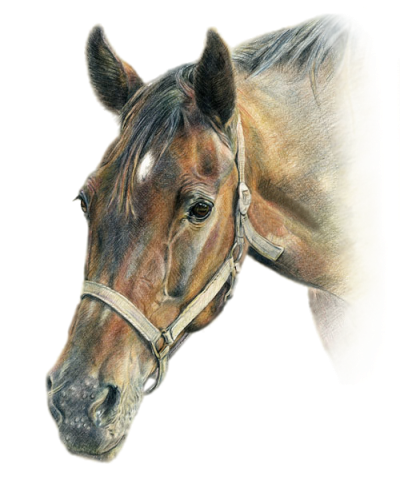 sticker_337565381_52