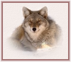 adesivo_4622012_5836247