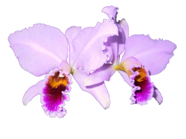 sticker_27805738_39724834