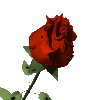 adesivo_369960972_66