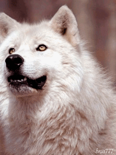 sticker_88749882_125