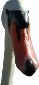 sticker_29976338_41182334