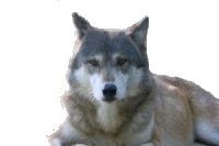 sticker_12385122_36210543