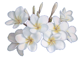 adesivo_32335753_47600958