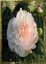 sticker_12982974_30932766