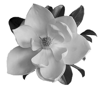 sticker_966878_37325000
