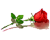 sticker_21593039_45254304