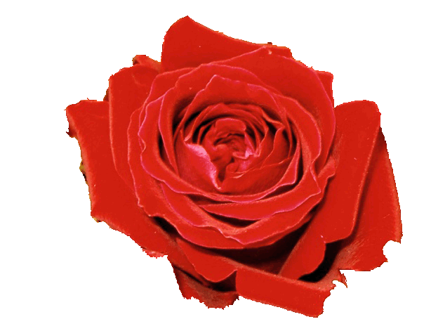 sticker_7907831_40952635