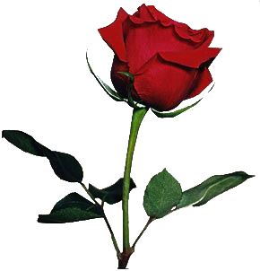 sticker_24840448_47547025