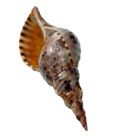 Etiqueta_12299462_15401871