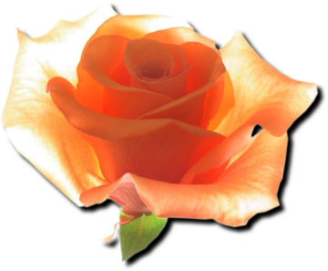 sticker_4360597_19924331