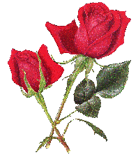 adesivo_303620769_110
