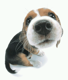 sticker_174213860_80