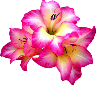 sticker_13697866_38878102