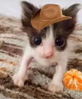 lilpaco4