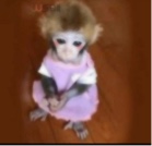 ripio