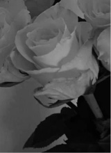 Guest_kira558364