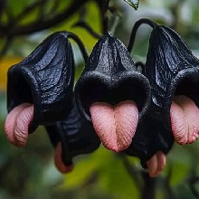 ButterflyOrchidAngel