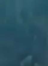 Guest_iamiGreen