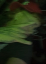 NCZZ