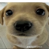 Guest_Brunathebet