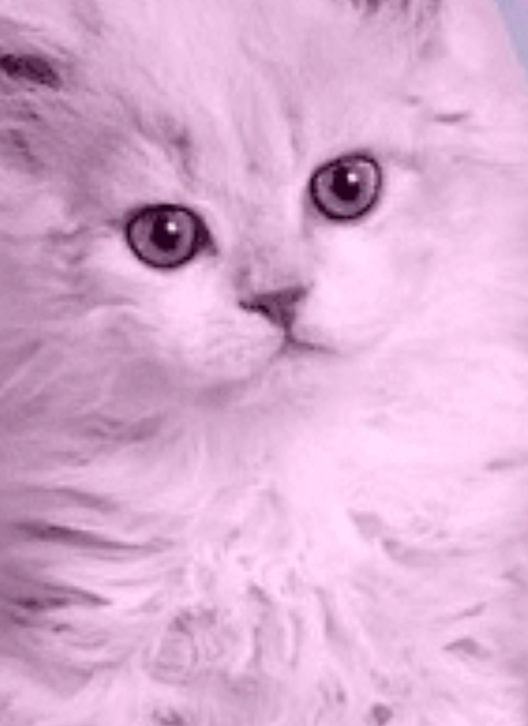 MissAnthropic