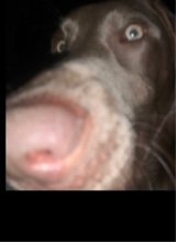 Guest_CreamyNutMilk1