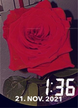Guest_lynn554144