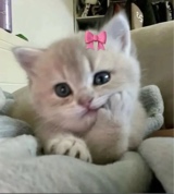 Princezica