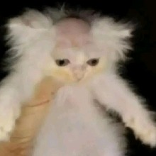 mamamebitcho