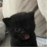Guest_rufousperiwinkleb5dd