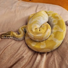 RavenSerpent