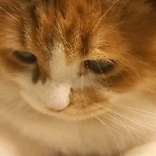 Guest_DreamingClouds