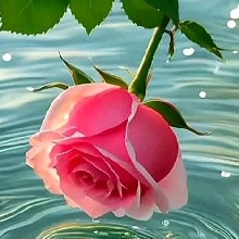 Guest_alyaceleste1