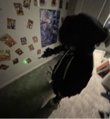 Guest_zenitsu2330