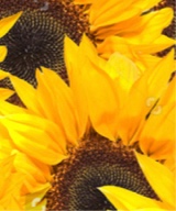 Guest_sunflower658830