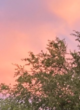Guest_DaniellaCastillo1