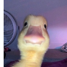 Guest_Guxtayt