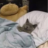 Guest_Masterf2