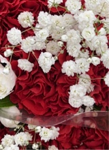 Guest_vanesa258209