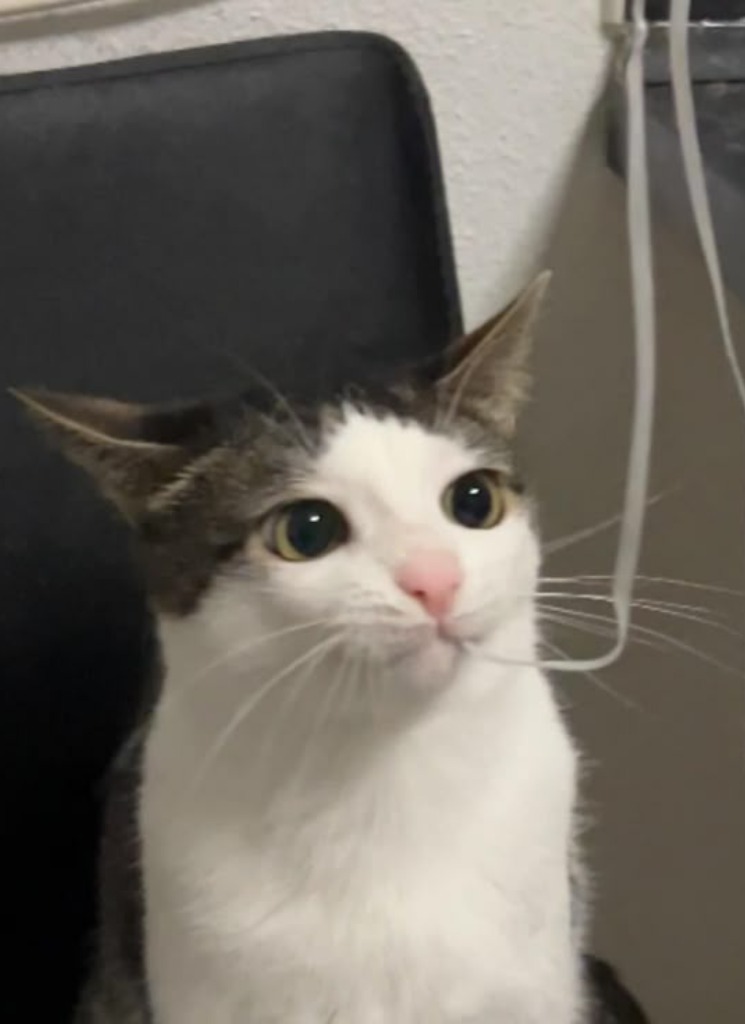 kyeoi
