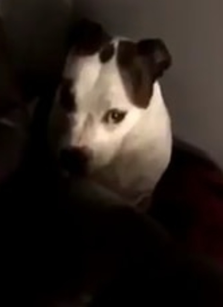 Guest_Dragoth2