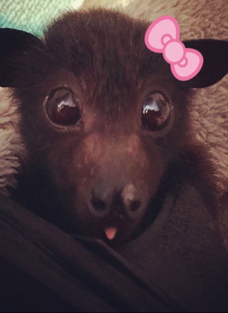 BabyDracula