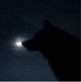 Animal6