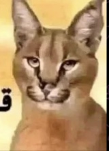 Guest_MEOW1122
