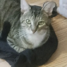BrattyBattyBoo
