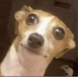 immagine avatar