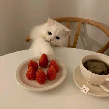 Guest_Panh4